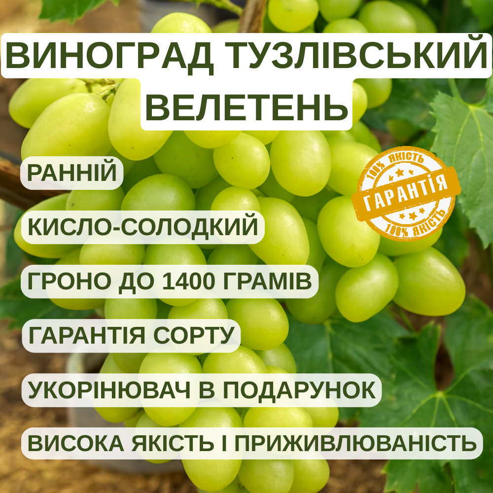Вегетуючі саджанці Винограду Тузлівський Велетень - раннього терміну, морозостійкий, великоплідний, фото 1