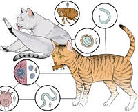 Антигельмінтні, протипаразитарні препарати