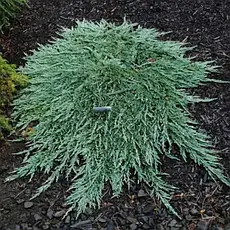 Ялівець горизонтальний Pancake 3 річний, Можжевельник горизонтальный Панкейк, Juniperus horizontalis Pancake, фото 2