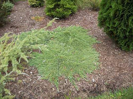 Ялівець горизонтальний Pancake 3 річний, Можжевельник горизонтальный Панкейк, Juniperus horizontalis Pancake, фото 3