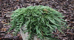 Ялівець горизонтальний Pancake 3 річний, Можжевельник горизонтальный Панкейк, Juniperus horizontalis Pancake, фото 4