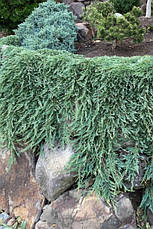 Ялівець горизонтальний Pancake 3 річний, Можжевельник горизонтальный Панкейк, Juniperus horizontalis Pancake, фото 5