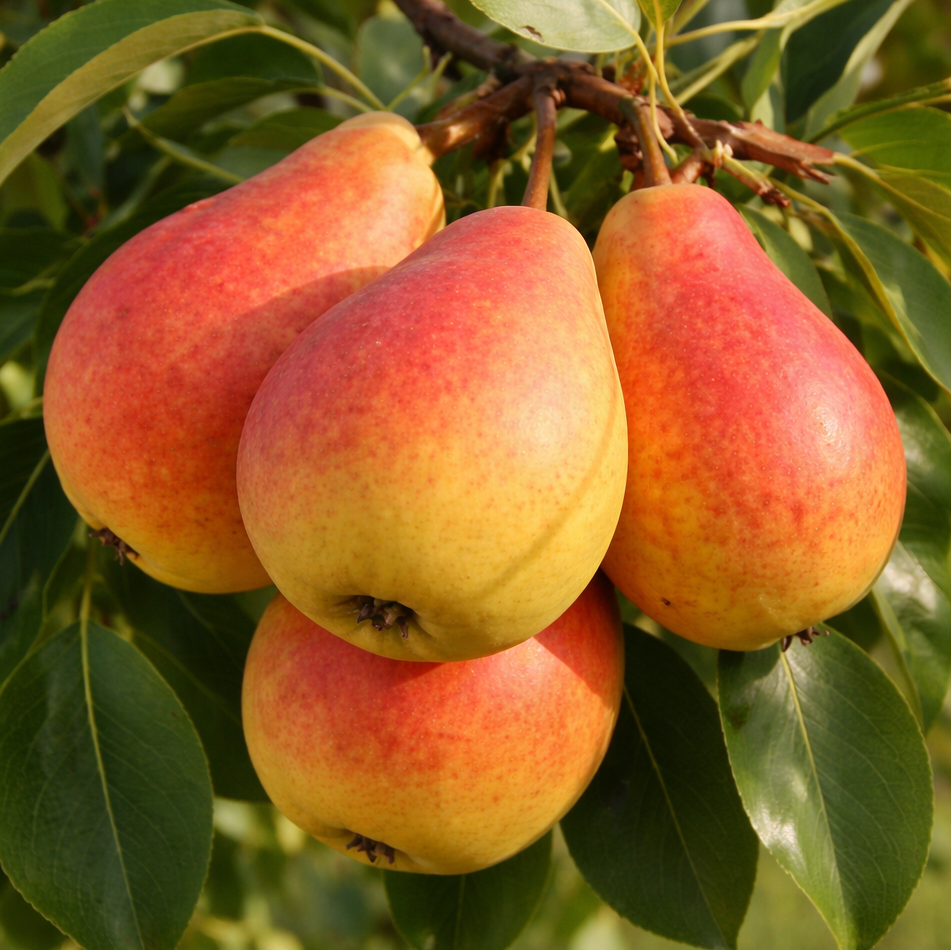 Саджанці Груші Сілк Кінг - літнього терміну, соковита, морозостійка, фото 1