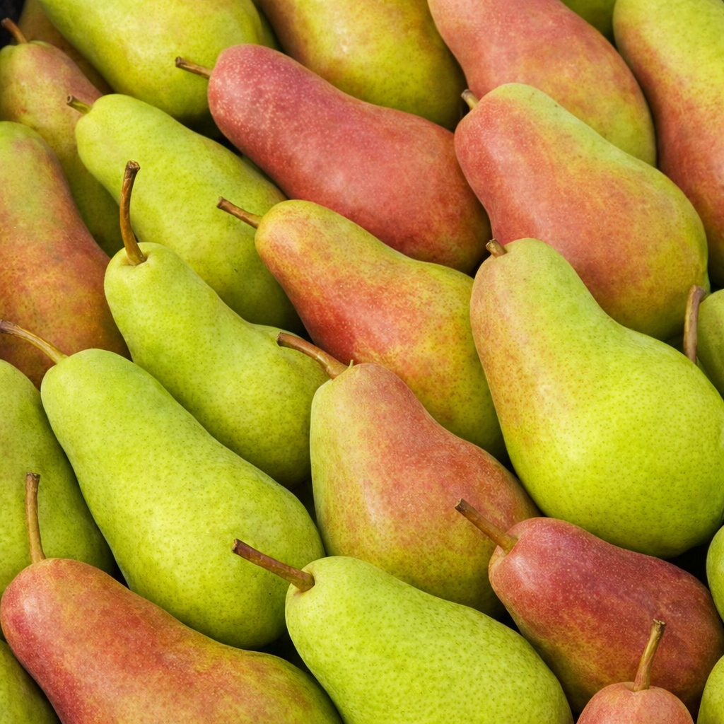 Саджанці Груші Талгарська красуня - осіннього терміну, транспортабельна, зимостійка, фото 1