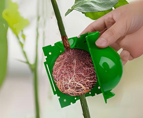 Куля для укорінення рослин  Куля кейс для укорінення ,клонування рослин, дерев інкубатор садовий Діаметр 5 см, фото 1