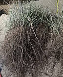 Підщепа для троянд шипшина Лакса. 5-6 мм, фото 7