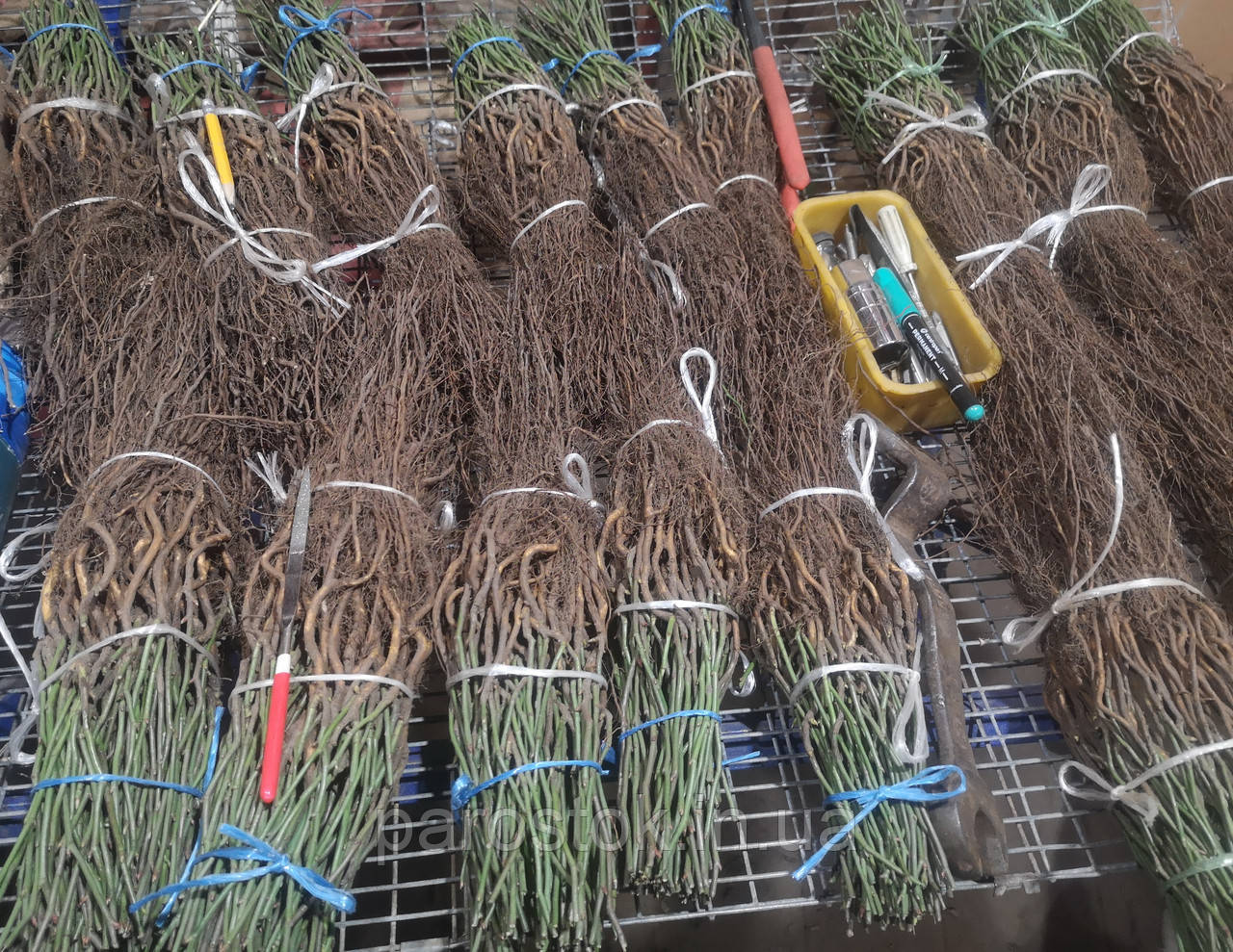 Підщепа для троянд шипшина Лакса. 5-6 мм, фото 1