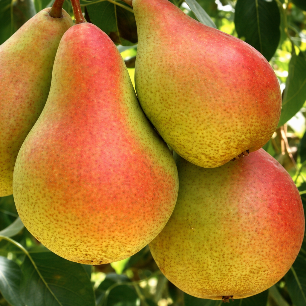 Саджанці Груші Наталка - зимового терміну, зимостійка, невибаглива, фото 1