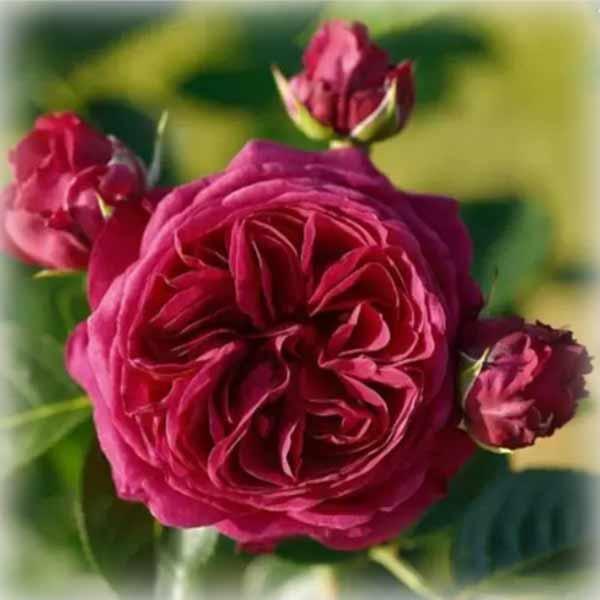 Троянда чайно-гібридна Маріетта (Marietta), фото 1