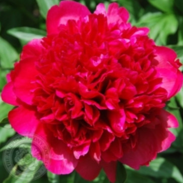 Many Happy Returns (Hollingsworth,1986), фото 1