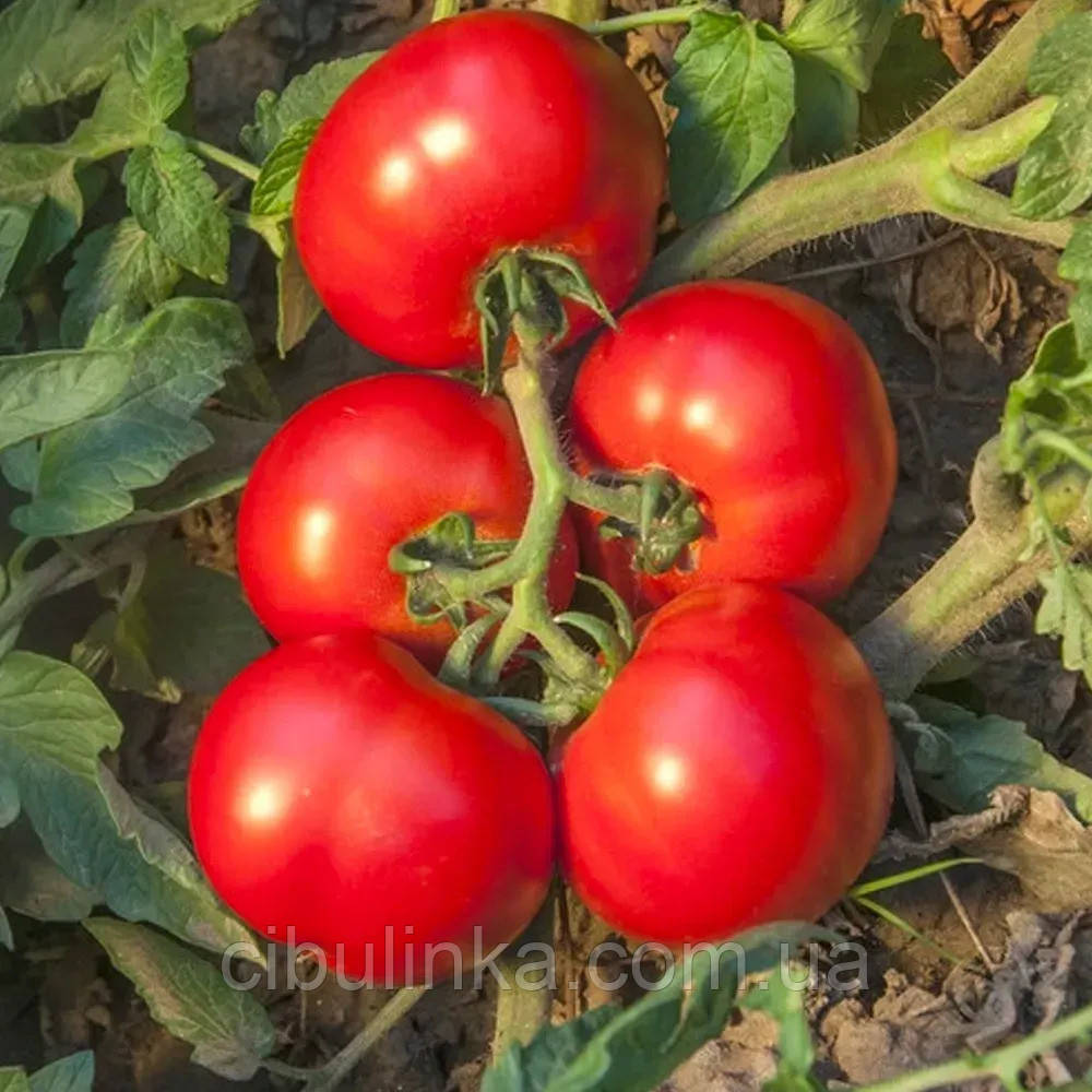 Томат Джокер F1 Hazera/Нідерланди 10 шт, фото 1