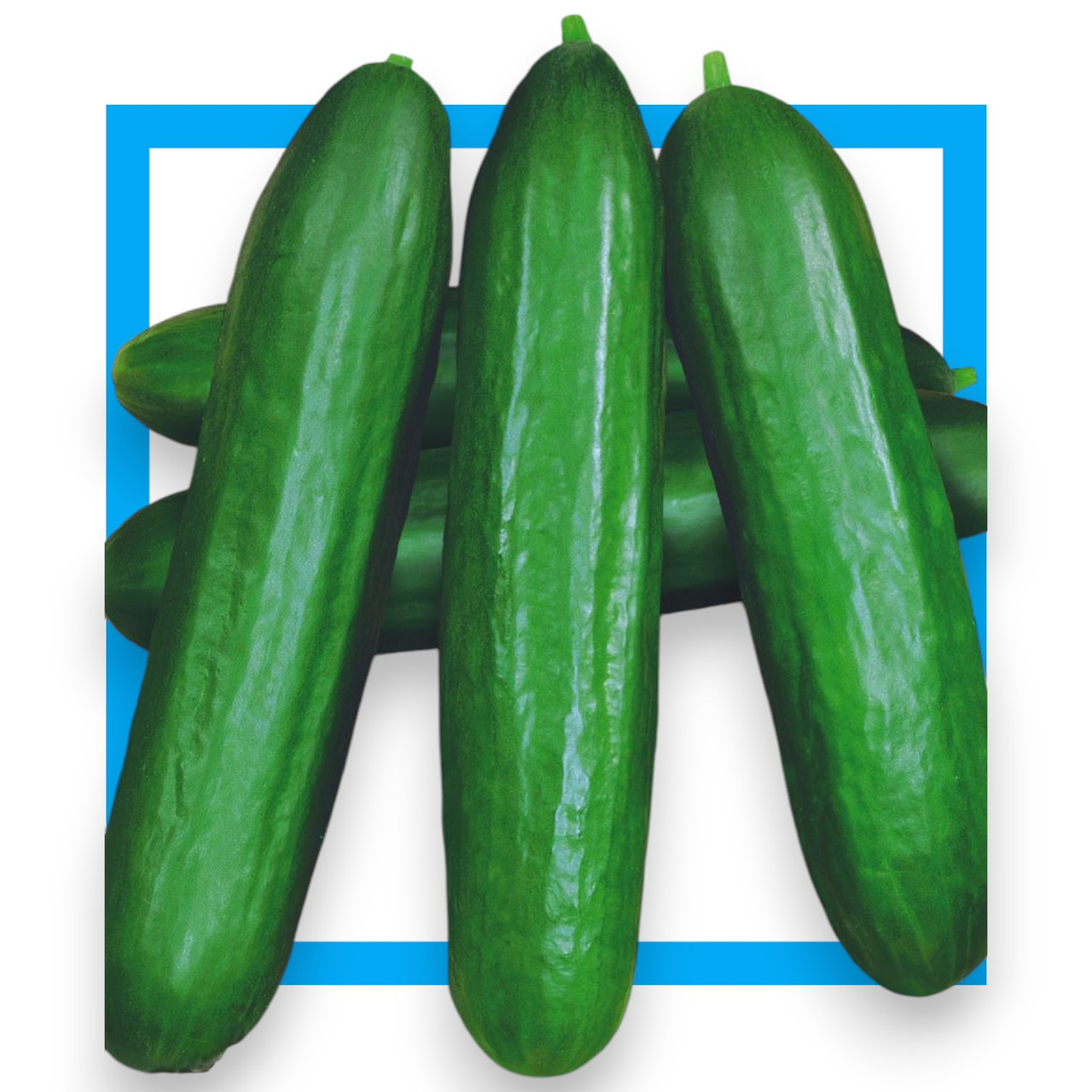 Насіння огірок Омеля 1г