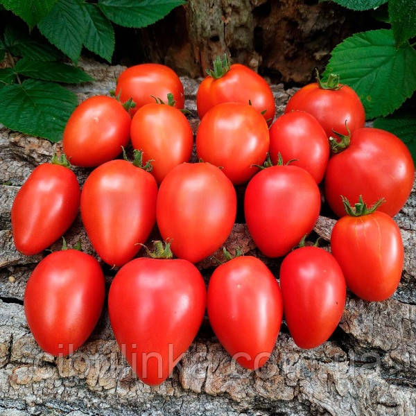 Томат Гном Червоне серце (70-100 см) 0,1 г, фото 1