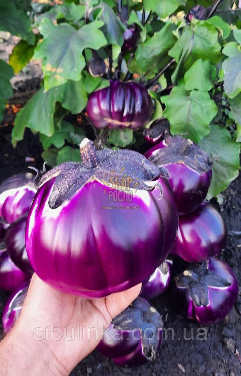 Баклажан Флоренція 20 шт (zip-paket), фото 1