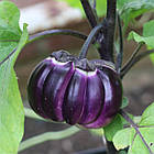 Баклажан Флоренція 20 шт (zip-paket), фото 9