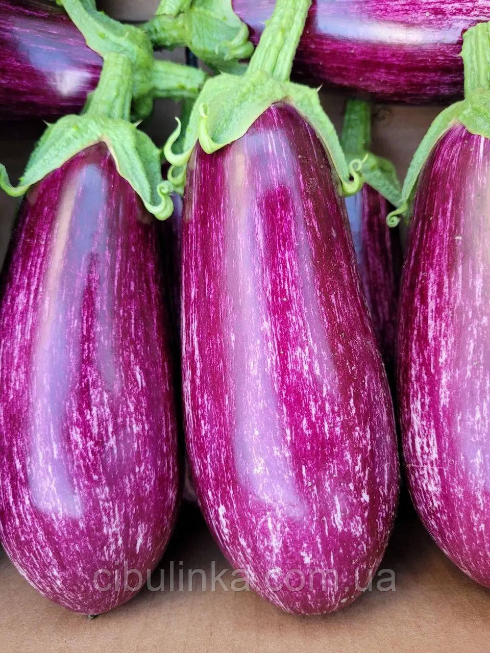 Баклажан Цаконіки F1 Італія 20 шт, фото 1