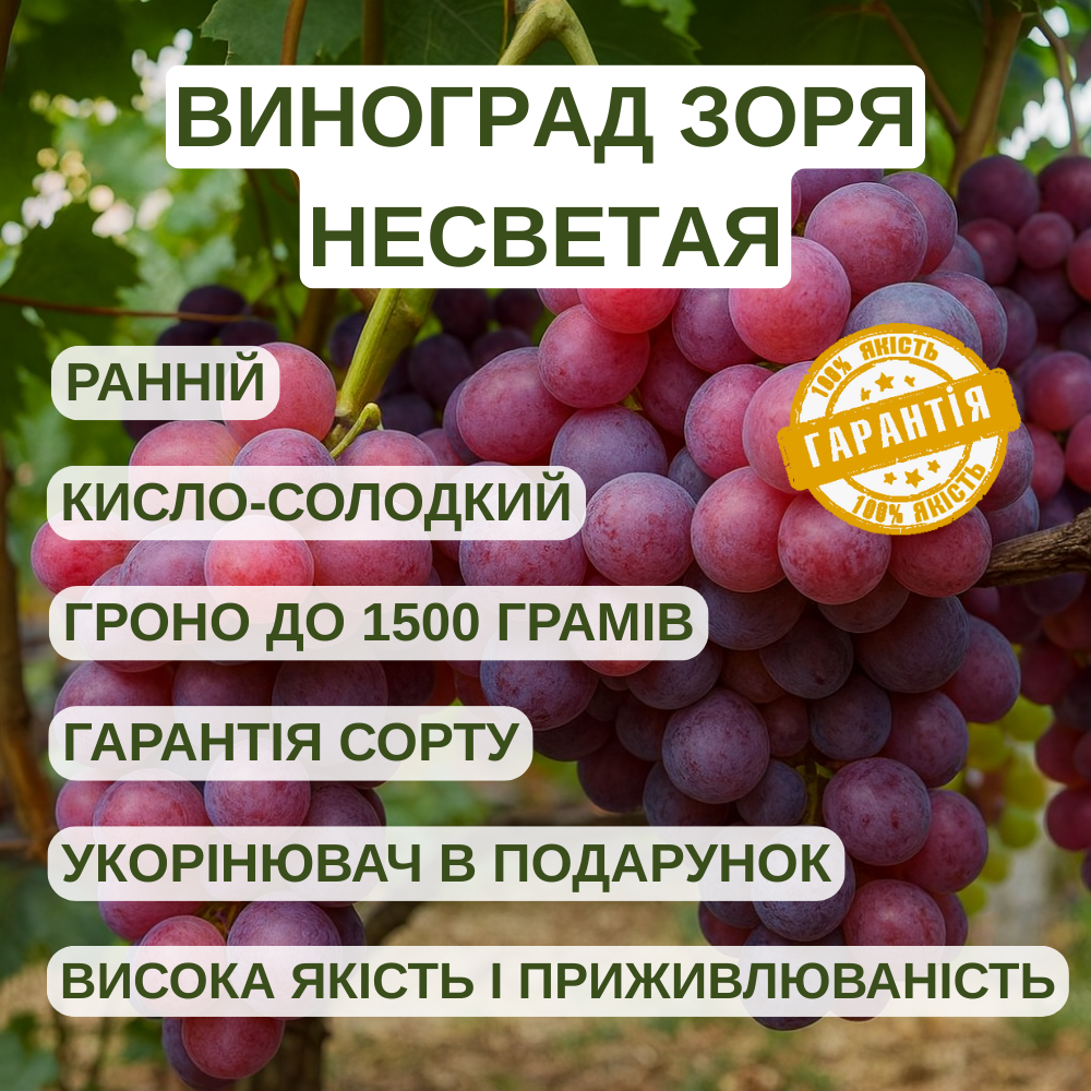 Саджанці Винограду Зоря Несветая - раннього терміну, великоплідний, транспортабельний, фото 1