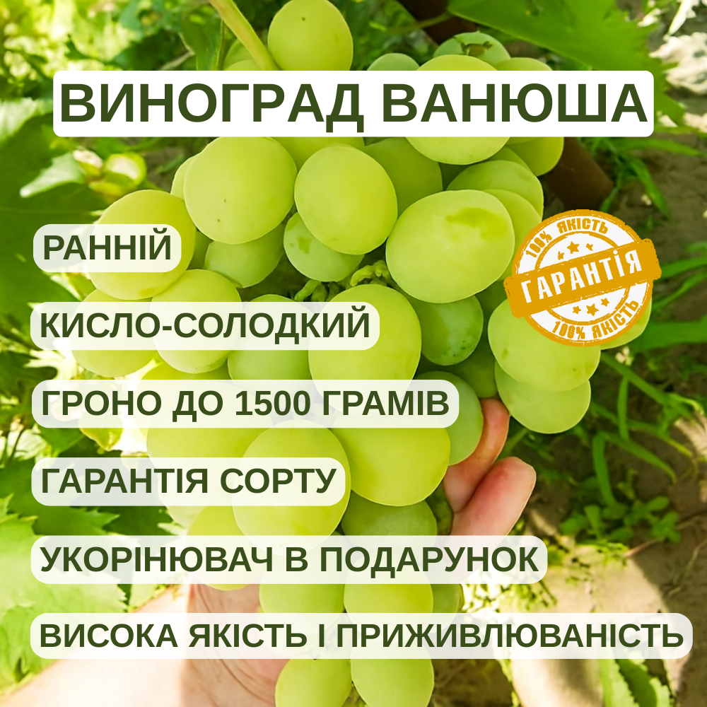 Саджанці Винограду Ванюша - ранньо-середнього терміну, великоплідний, зимостійкий, фото 1