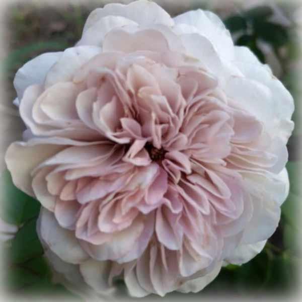 Троянда шраб японська Колор оф Юпітер (Color of Jupiter), фото 1