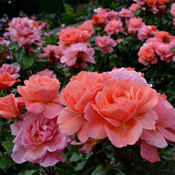 Ай Ем Мекмеллен (I Am Macmillan, HARteller)