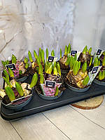 Гіацинт мультифлора