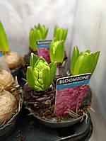 Гіацинт ТРИ посадки АКЦІЯ!!!