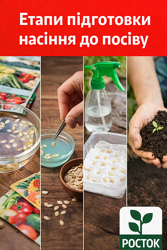 Етапи підготовки насіння до посіву