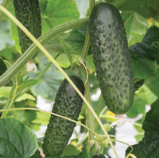 Насіння огірка Атік F1 Bejo 250