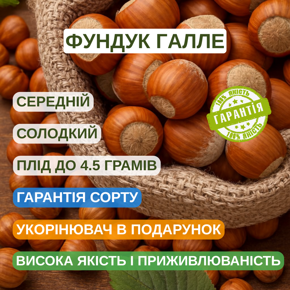 Саджанці Фундука (ліщини) Галле (двухрічний) - середній, великоплідний, зимостійкий, фото 1