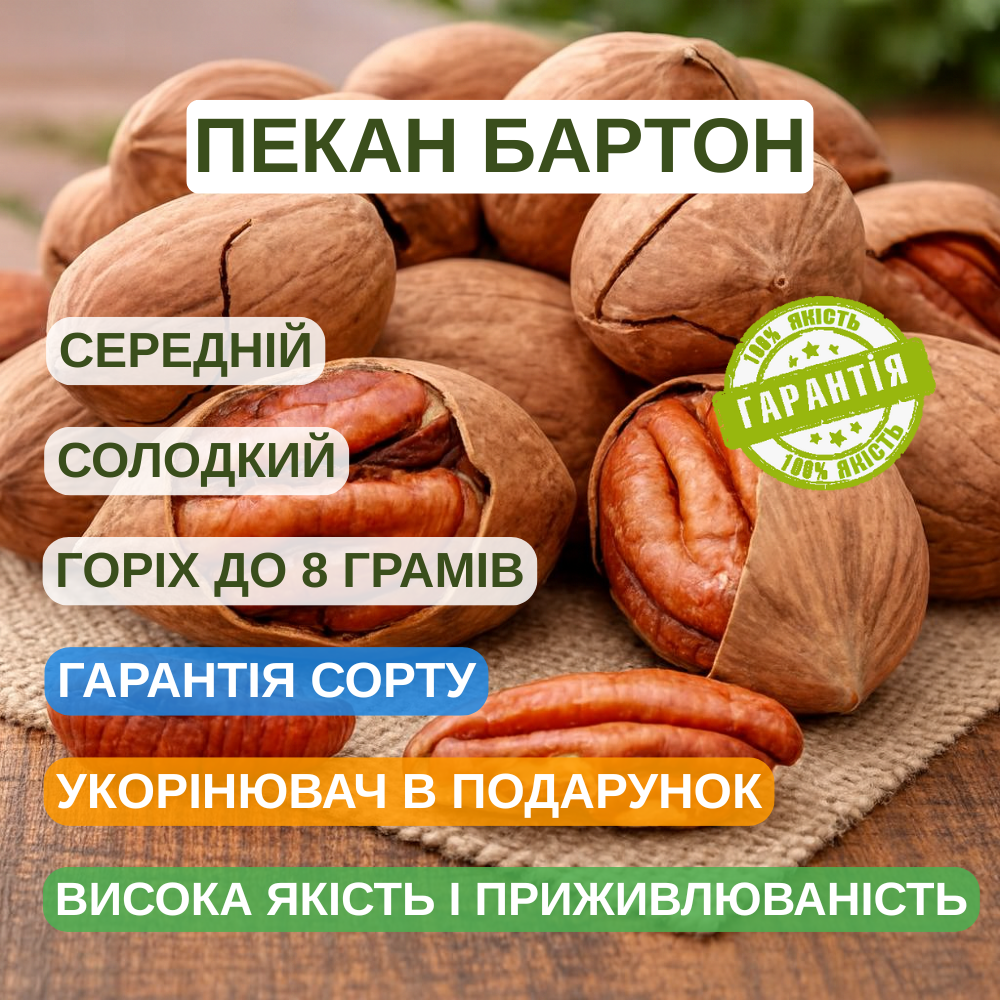Саджанці горіха пекана Бартон (Barton) 3-х річний - урожайний, зимостійкий, невибагливий, фото 1