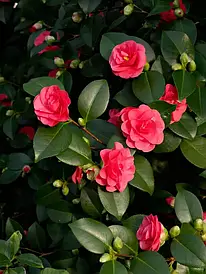 Камелія японська Lady Campbell 2 річна, Камелія японська Леді Кембл, camellia japonica Lady Campbell