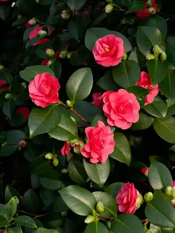 Камелія японська Lady Campbell 2 річна, Камелія японська Леді Кембл, camellia japonica Lady Campbell, фото 1