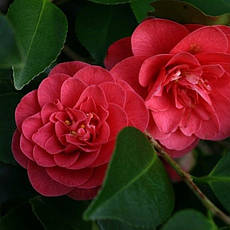 Камелія японська Lady Campbell 2 річна, Камелія японська Леді Кембл, camellia japonica Lady Campbell, фото 5