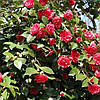 Камелія японська Lady Campbell 2 річна, Камелія японська Леді Кембл, camellia japonica Lady Campbell, фото 6