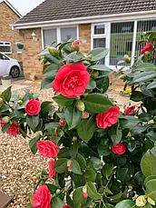 Камелія японська Lady Campbell 2 річна, Камелія японська Леді Кембл, camellia japonica Lady Campbell, фото 2