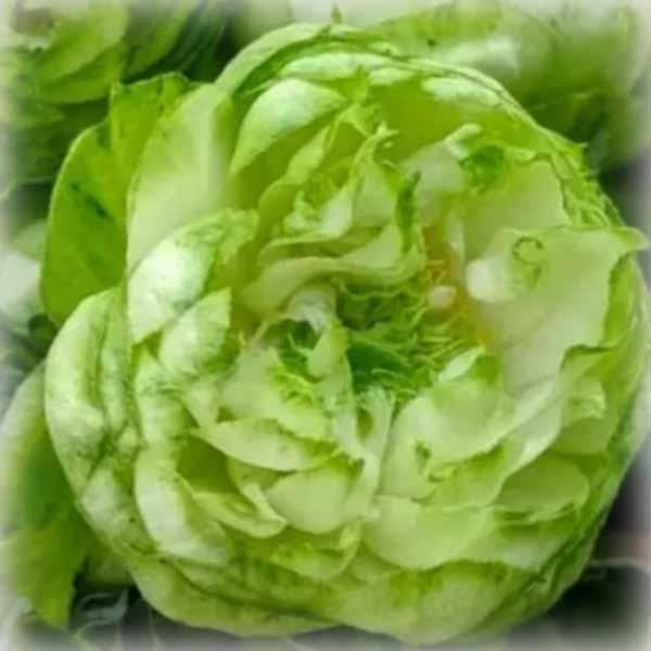 Троянда спрей японська Принцеса Мідорі (Princess Midori), фото 1