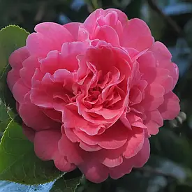 Камелія японська Triumphans 2 річна, Камелія японська Тріумфанс, camellia japonica Triumphans