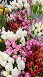 Тюльпани мікс ЦИБУЛИНИ є гурт, фото 5