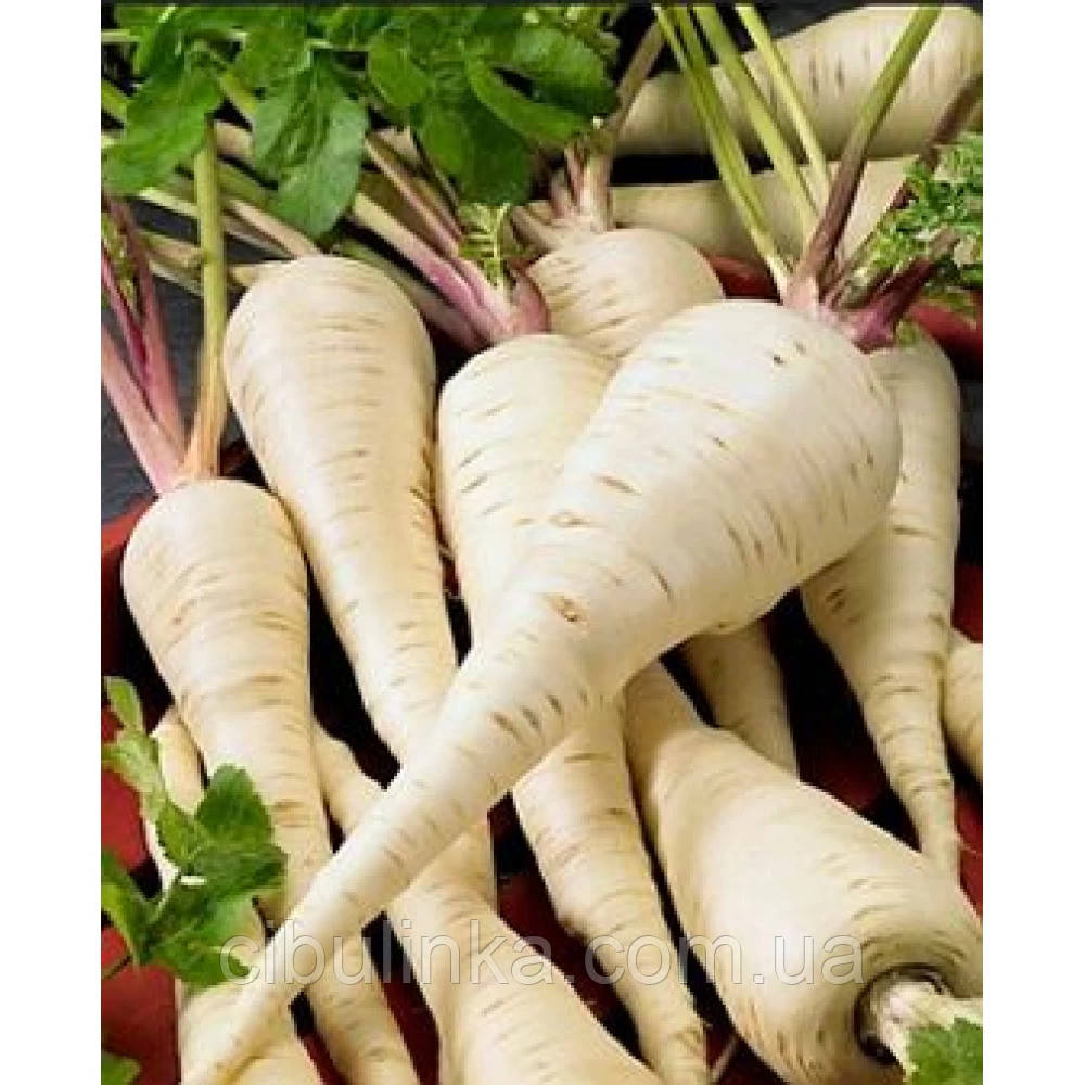 Пастернак Петрик (середньостиглий) 2 г, фото 1