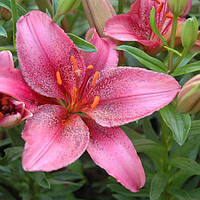 Саджанці ЛІЛІЯ горшечна Tiny Spider