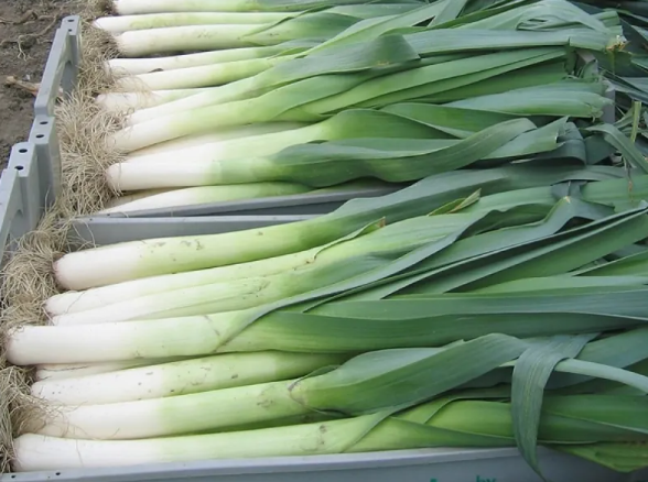 Насіння цибулі Колумбус F1 Bejo 10000