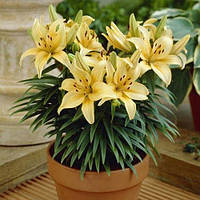 Цибулина ЛІЛІЯ низькоросла горшкова Buff Pixtie