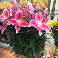 Цибулини ЛІЛІЯ горшечна Miss Germany