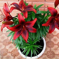 Цибулини ЛІЛІЯ горшкова Miss America (1 шт.)