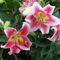 Цибулини ЛІЛІЯ горшечна Angelique