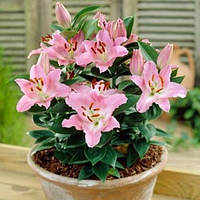 Цибулини ЛІЛІЯ низькоросла (горшкова) Souvenir (1 шт.)