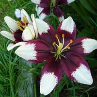 Саджанці ЛІЛІЯ горшечна Tiny Padhye