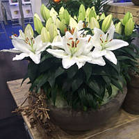 Цибулини ЛІЛІЯ горшечна New Wave (1 шт.)