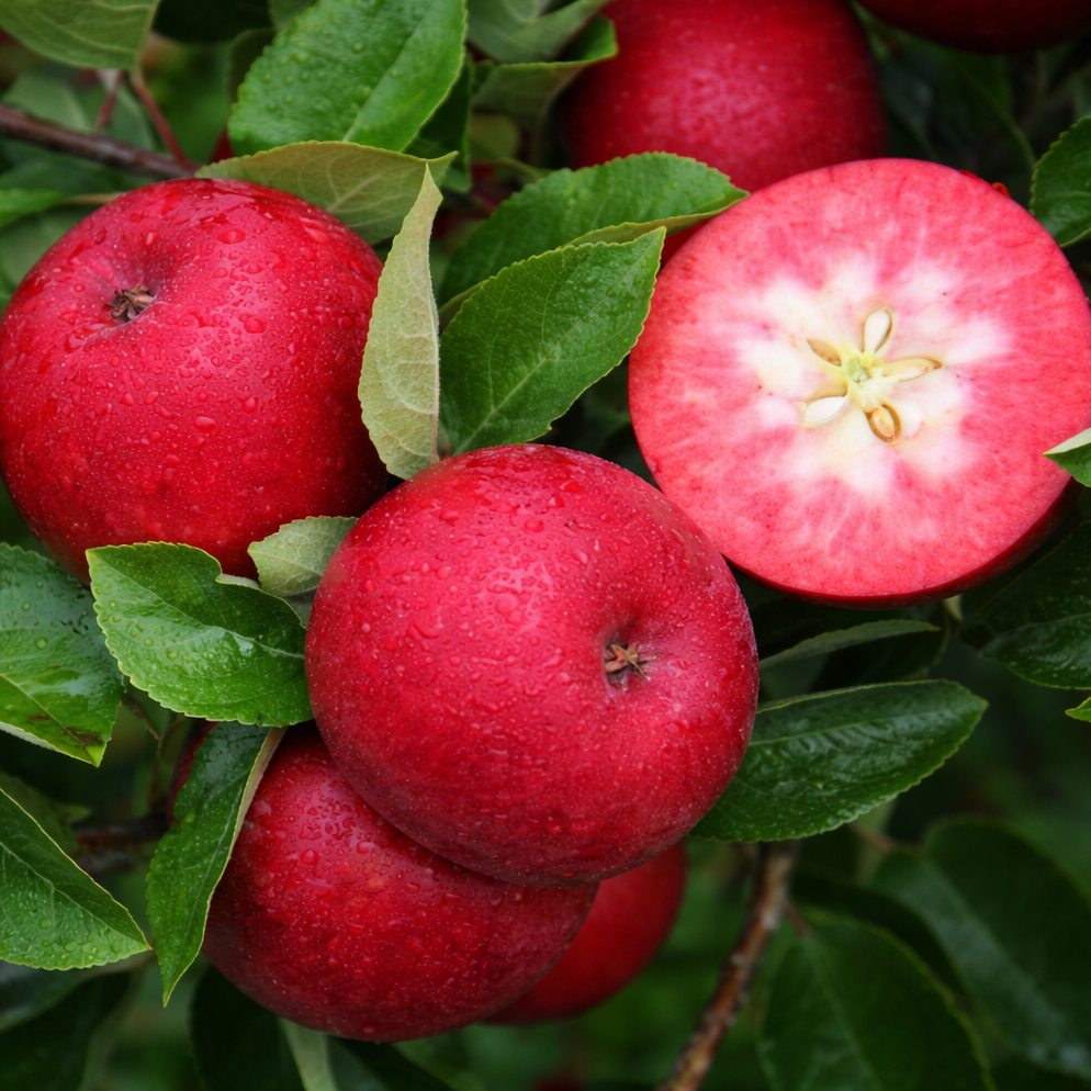 Саджанці Яблуні Сирена - літня, красном'яса, урожайна, фото 1