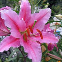 Цибулини ЛІЛІЯ Cascade